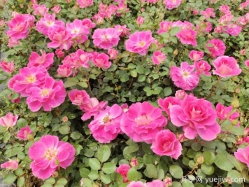 仙境盆栽月季杯苗粉色丰花，绿化工程批发