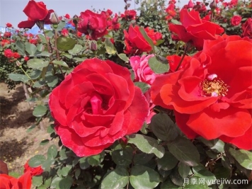 月季、玫瑰、蔷薇分别是什么？如何区别？
